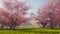 Mount Fuji and flowering cherry trees slow motion 4K