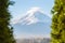 Mount fuji and green tree foreground