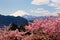 Mount Fuji with Kawazu cherry blossoms in full bloom