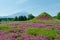 Mount fuji and pink moss at japan ,selective focus blur foreground