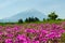 Mount fuji and pink moss at japan ,selective focus blur foreground