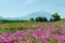 Mount fuji and pink moss at japan ,selective focus blur foreground