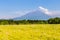 Mount Fuji san in clear day with green grass in foreground