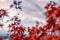 Mount Fuji shy in cloud with blurred maple leaves