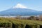 Mount Fuji with snow and green tea plantation in Yamamoto, Fujinomiya city, Shizuoka Prefecture, Japan
