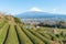 Mount Fuji with snow and green tea plantation in Yamamoto, Fujinomiya city, Shizuoka Prefecture, Japan