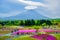 Mount Fuji view behind colorful flower field at Fuji Shibazakura Festival