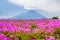 Mount Fuji view behind colorful flower field at Fuji Shibazakura Festival, Japan