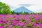 Mount Fuji view behind colorful flower field at Fuji Shibazakura Festival, Japan