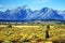 Mount Grand Teton from Willow Flats in Grand Teton National Park, Wyoming