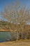 Mount Helena Hiding Behind Bare Trees