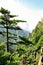 Mount Huangshan Pine,incredible china