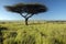 Mount Kenya and lone Acacia Tree at Lewa Conservancy, Kenya, Africa