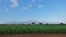 Mount Kilimanjaro. Kenya. Green fields, blue sky, several African trees. .