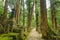 Mount Koya ancient road, Japan