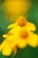 Mount Lemmon Marigold flower, nature, vertical