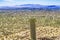 Mount Lemon View Saguaro Blooming Cactus Houses Tucson Arizona