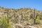 Mount Lemon View Saguaro Blooming Cactus Tucson Arizona