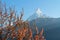 Mount Machapuchare from Nepali meaning `fishtail`against the backdrop of a flowering tree, Annapurna Conservation Area,