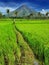 Mount mayon rice farmer