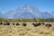 Mount Moran and Bison, Grand Teton National Park, Wyoming