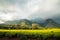 Mount Mulanje in Malawi with tea plantation