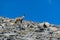 Mount Olympus - Wild mountain goat chamois on Mount Olympus Mytikas, Skala, Stefani in Mt Olympus National Park, Thessaly,