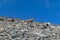 Mount Olympus - Wild mountain goat (chamois) on Mount Olympus (Mytikas, Skala, Stefani) in Mt Olympus National Park, Thessaly,