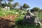 Mount path Nature walk in Carmel mountain- GRASS @ ROCK VIEW