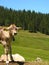 Mount Pilatus Cattle 04