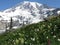 Mount Rainier with Flowers