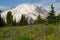 Mount Rainier and Meadow