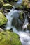 Mount Rainier National Park, Little Stream Cascading over Mossy Rocks at Silver Falls, Oregon, USA