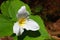 Mount Rainier National Park, Washington State, Trillium Flower, Trillium Ovatum, Pacific Northwest, USA