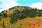 Mount Rainier, Washington. Fall red flowers