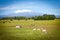 Mount Ruapehu from King Country Farm