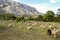 Mount Sainte Victoire and Sheep