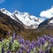 Mount Saksarayuq with Lupinus flower, Andes mountains