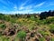 Mount Schank Vegetation View