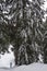 Mount Seymour snowshoe trail with snowy tree