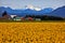 Mount Shuksan Skagit Yellow Daffodils Washington