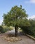 Mount Tabor Oak Tree in the Golan Heights