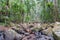 Mount Tamborine rainforest