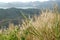 Mount Tapyas mountain, trees, and grass view