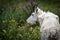 Mount Timpanogos Mountain Goat in Spring Flowers