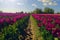 Mount Vernon beautiful purple tulips