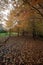 Mount Wilson autumn colours