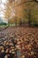 Mount Wilson autumn colours