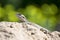 Mountain agama (Laudakia stellio) basking on a rock