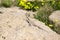 Mountain agama (Laudakia stellio) basking on a rock on the natur